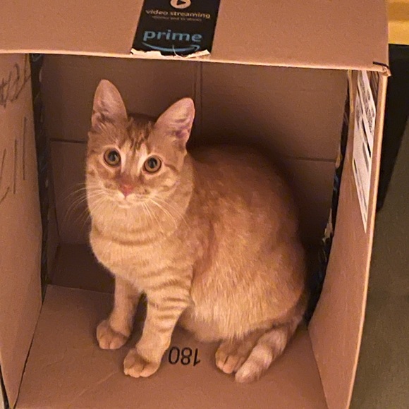 Meet your Posher, Paige - Picture 7 of 8